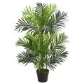 Plant - 3\' - Paradise Palm